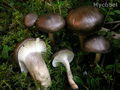 Hygrophorus camarophyllus